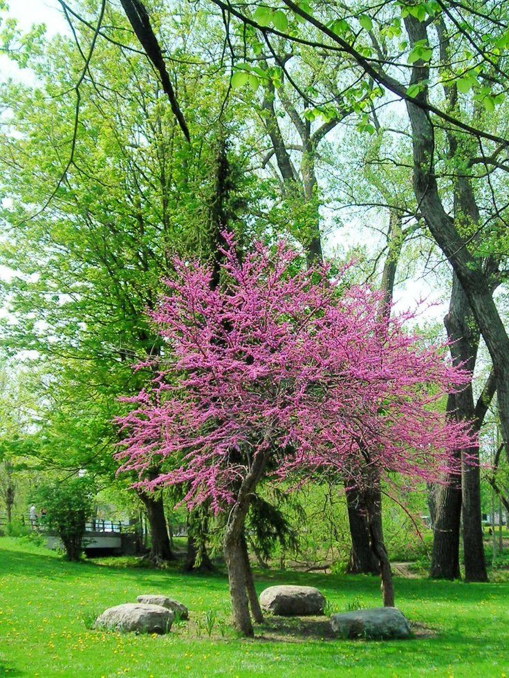 This may contain: a pink tree in the middle of a grassy area with rocks and trees around it