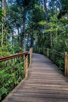 This may contain: a wooden walkway in the middle of a forest with lots of trees and plants on both sides
