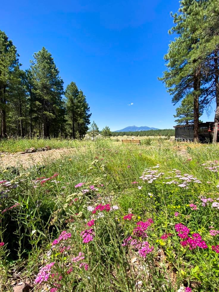 This may contain: wildflowers grow in the foreground, surrounded by pine trees and blue sky