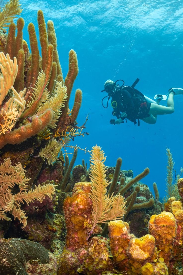 This may contain: a scuba diver swims over an underwater coral reef