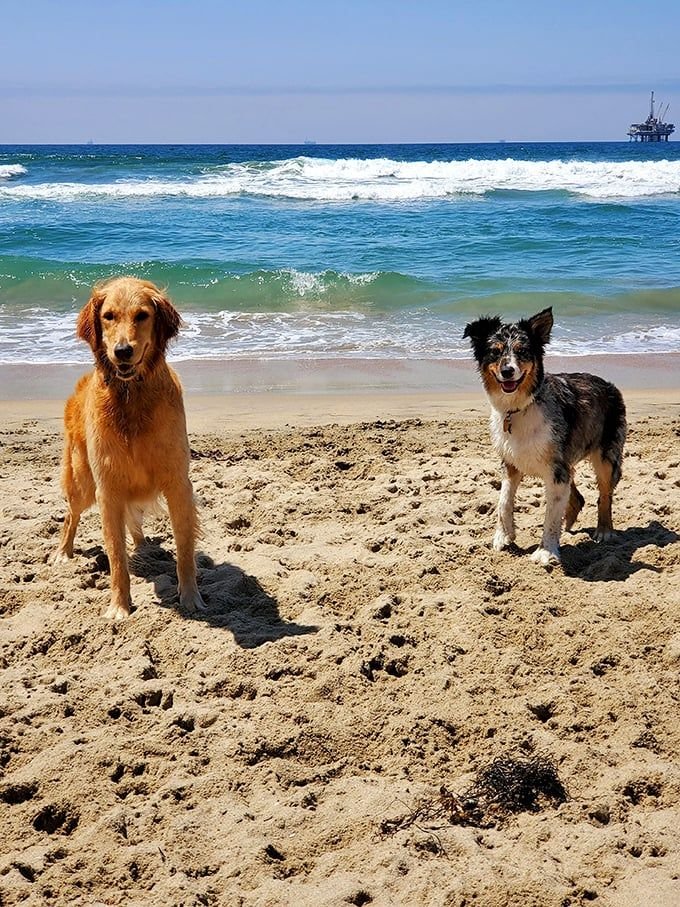 This may contain: two dogs are standing on the beach by the ocean and one is looking at the camera