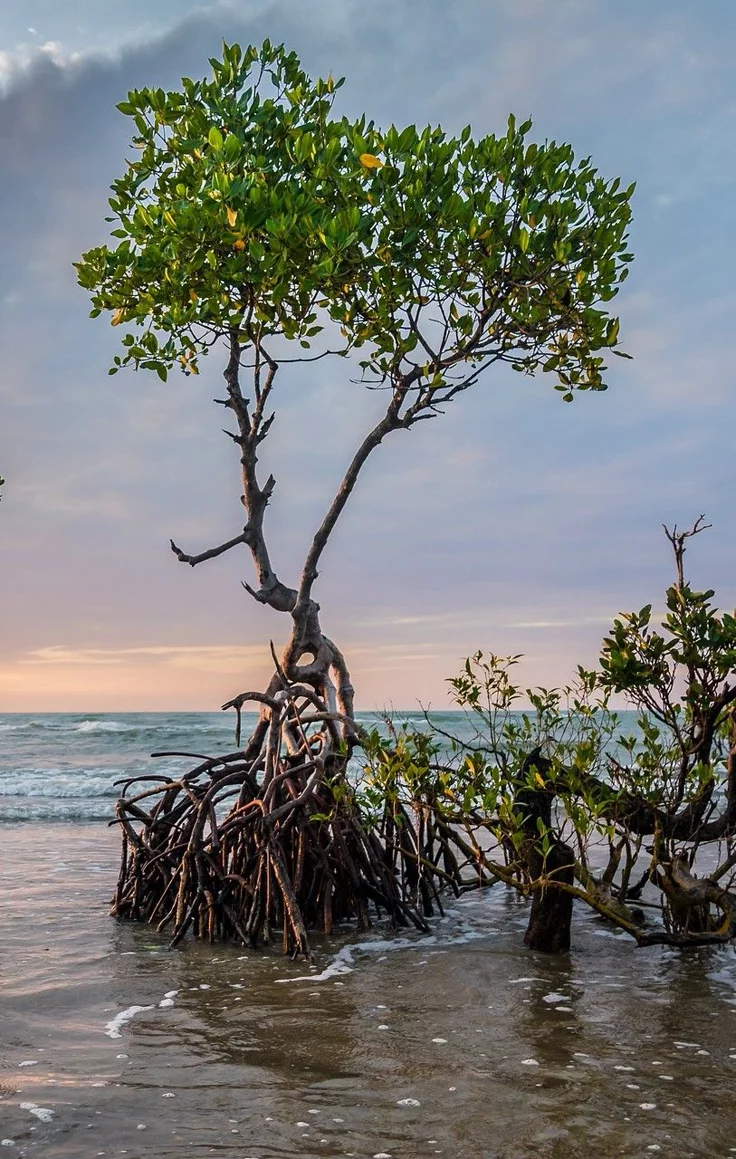 This may contain: a tree that is growing out of the water in the sand at the ocean shore