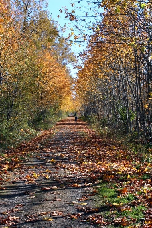 This may contain: a dirt road surrounded by trees with leaves on the ground and one person walking down it