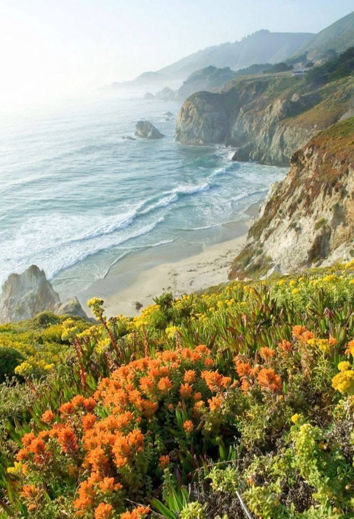 This may contain: an ocean view with flowers growing in the foreground and cliffs on the far side