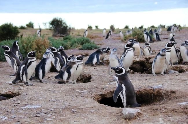 This may contain: a group of penguins are standing in the dirt