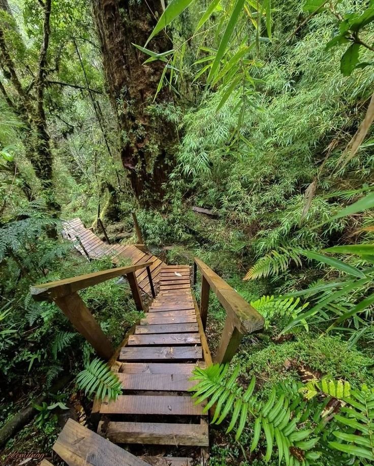 This may contain: a wooden walkway in the middle of a forest