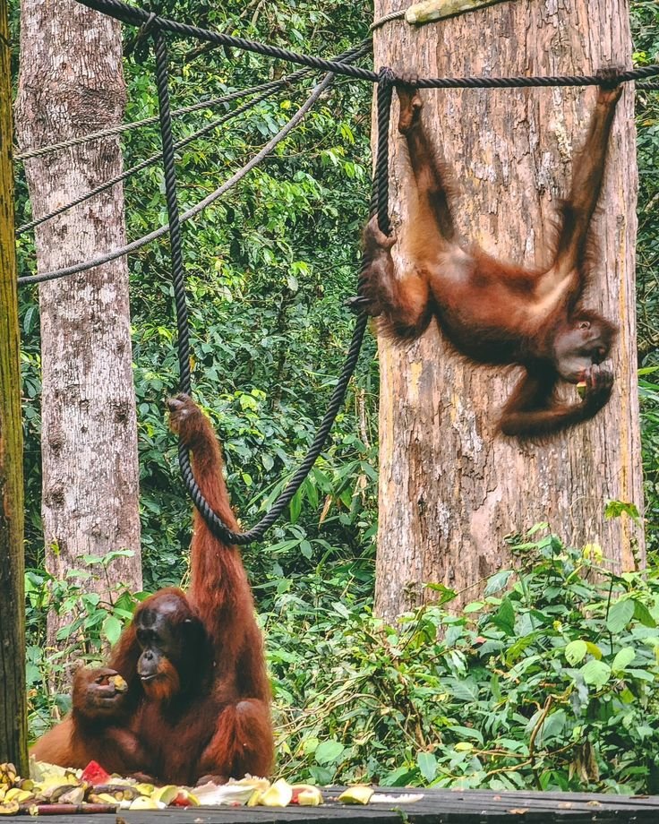This may contain: two oranguels hanging from ropes in an enclosure