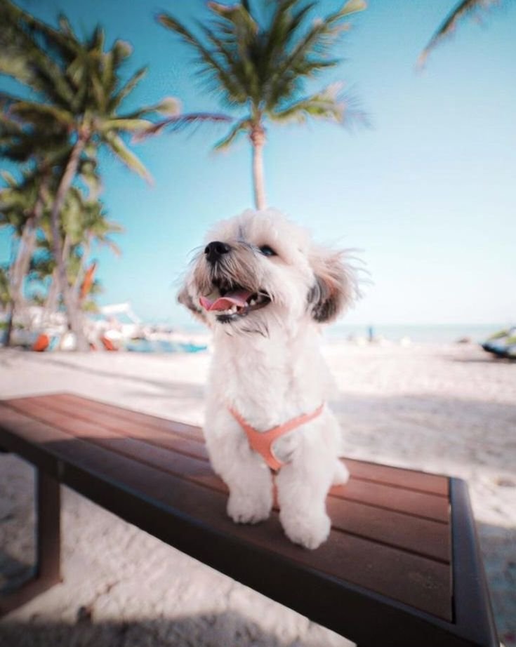 This may contain: a small white dog sitting on top of a wooden bench next to the ocean and palm trees
