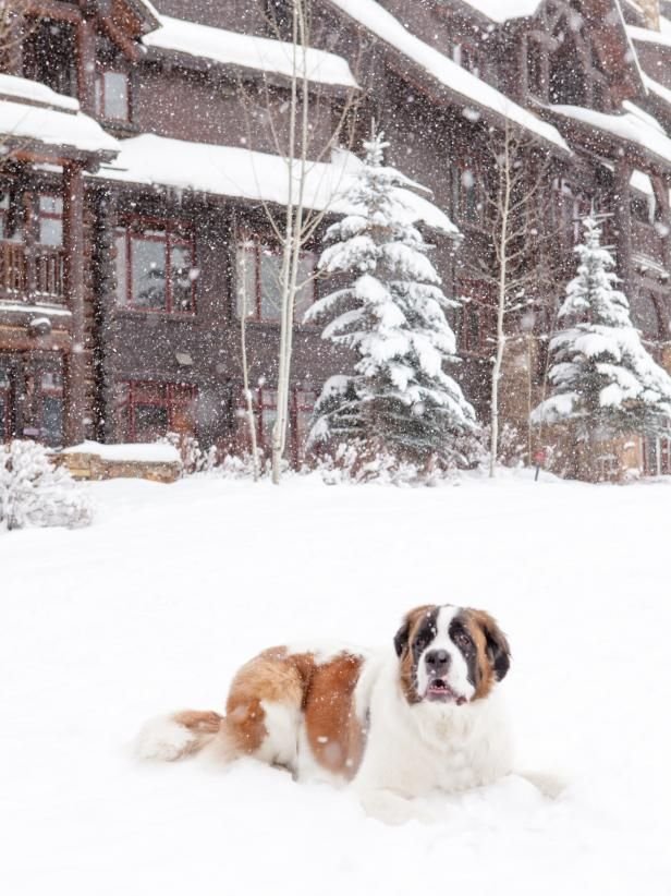This may contain: a brown and white dog laying in the snow next to a large building with trees