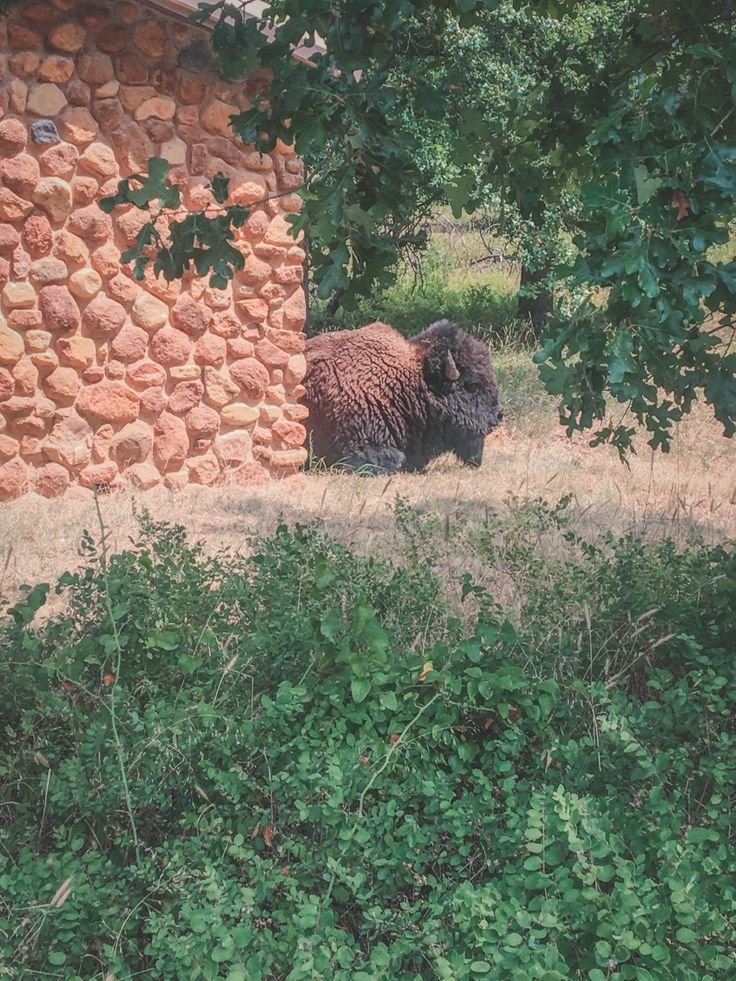 This may contain: a black and brown sheep standing next to a stone building with trees in the background