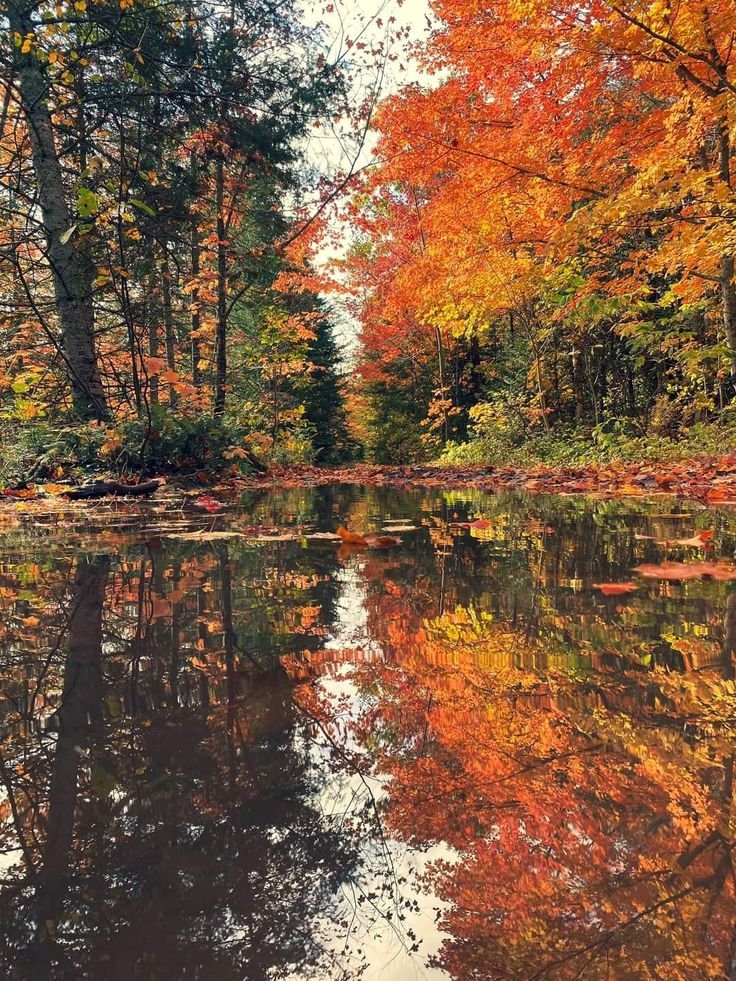 This may contain: the trees are changing colors and reflecting in the water