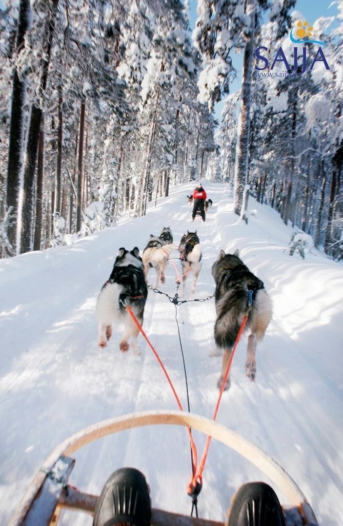 This may contain: a dog sled is being pulled by two dogs