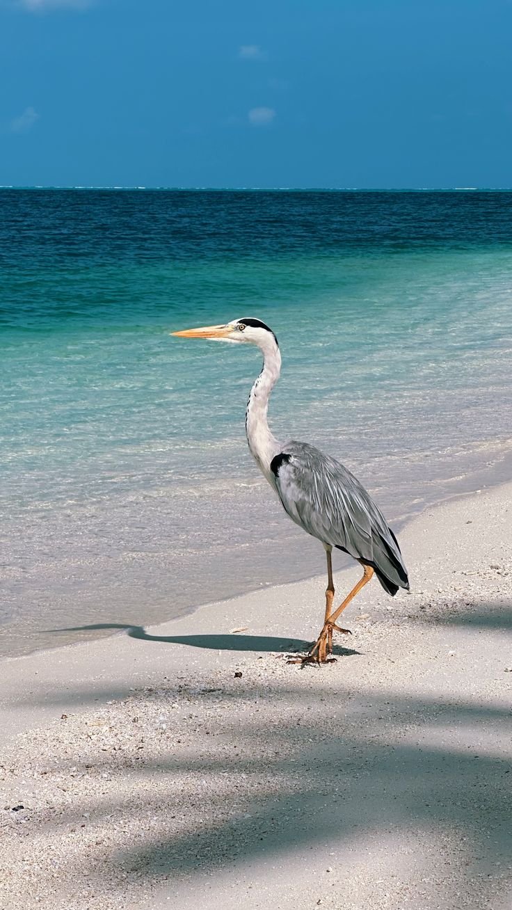 This may contain: a bird is standing on the beach by the water