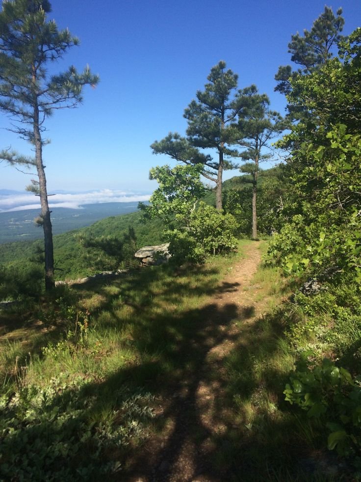 This may contain: a trail in the woods with lots of trees on each side and mountains in the distance
