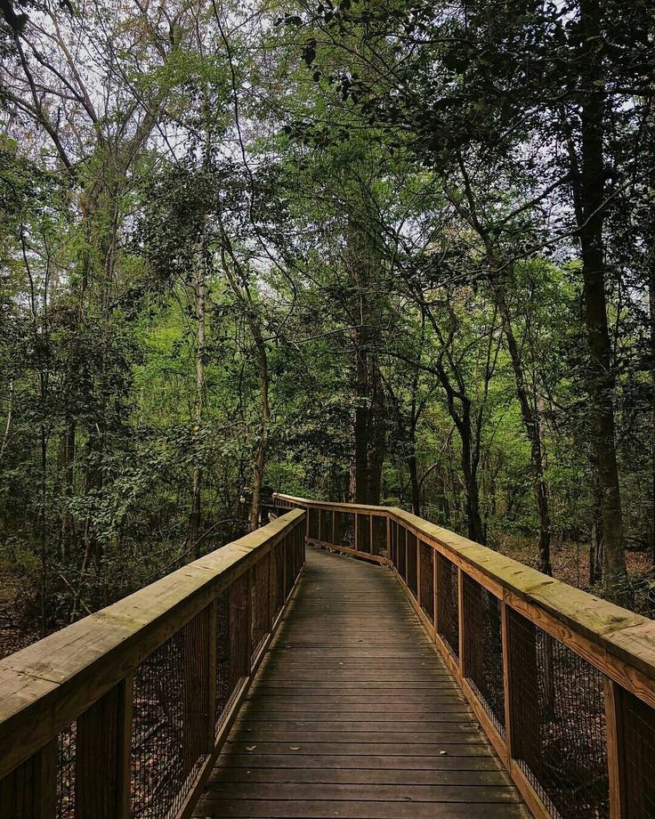 This may contain: a wooden bridge in the middle of a forest