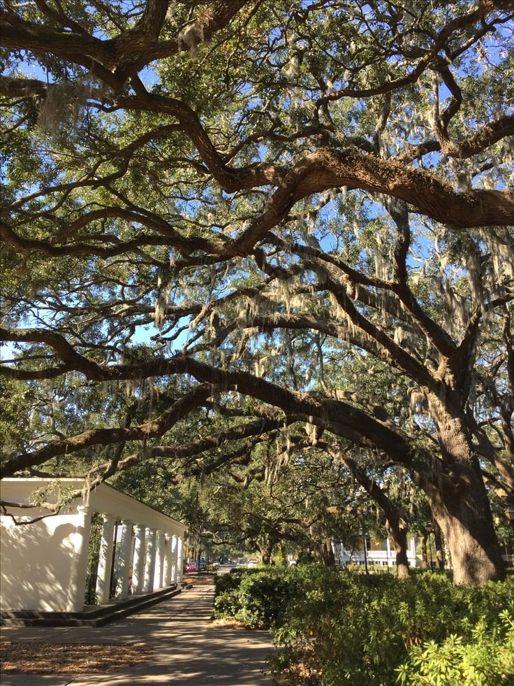 This may contain: the walkway is lined with large trees and benches on either side of the path are covered in spanish moss