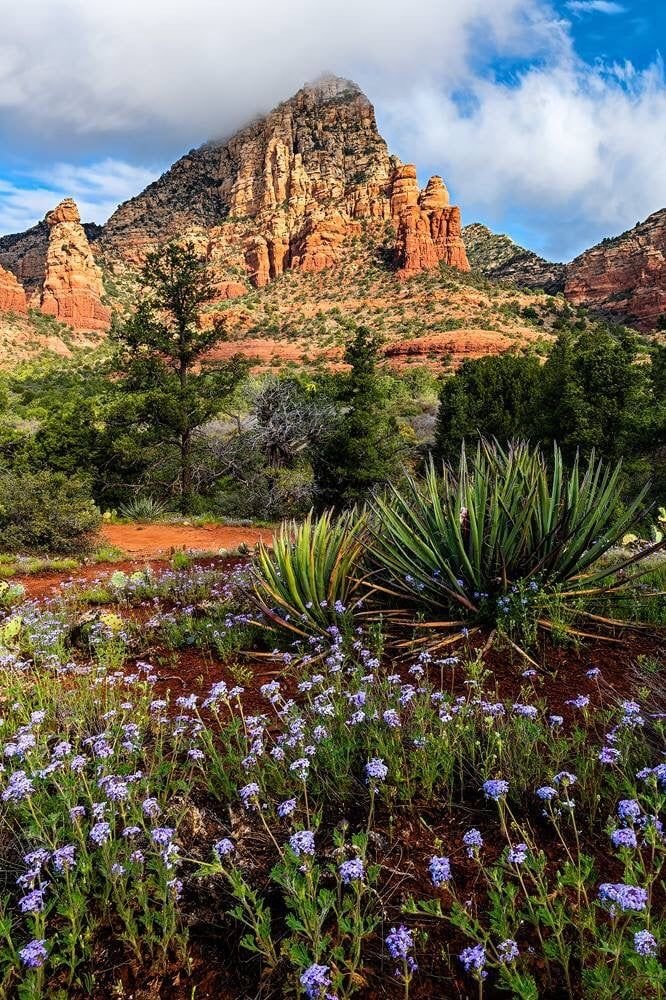 This may contain: wildflowers in the foreground with mountains in the background