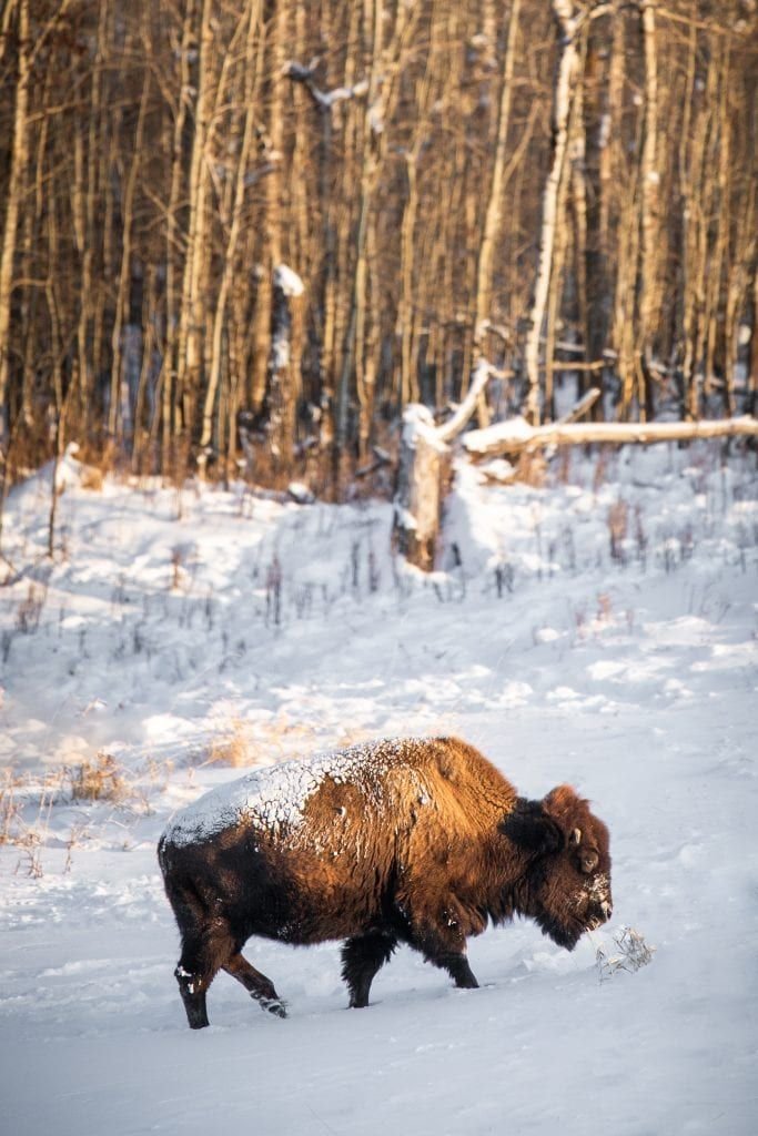 This may contain: a bison is walking through the snow in front of trees