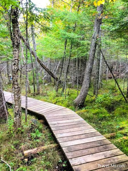 This may contain: a wooden walkway in the middle of a forest