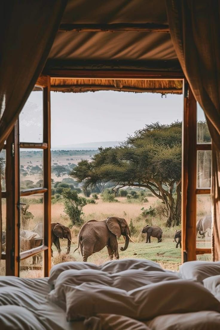 This may contain: an elephant standing in front of a window looking out at the savannah with other elephants