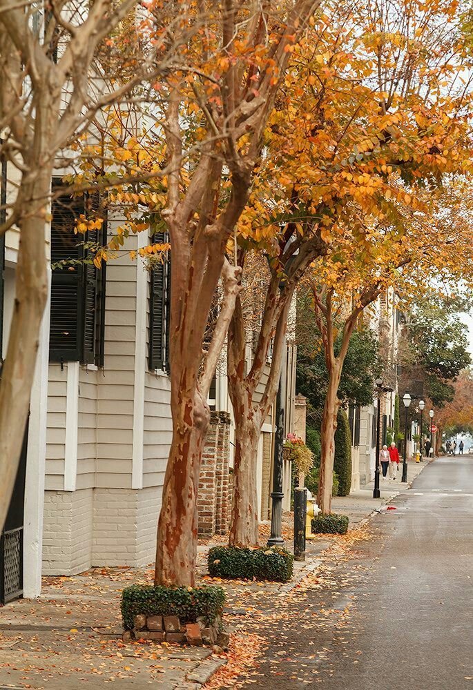 This may contain: an empty street lined with trees and leaves on the side of it, surrounded by tall buildings