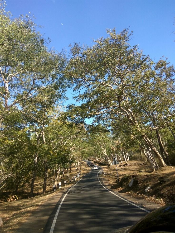 This may contain: the road is lined with trees on both sides and there are no cars driving down it
