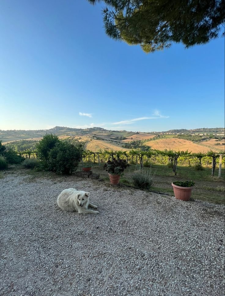 This may contain: a white dog laying on top of a gravel field next to a tree and bushes