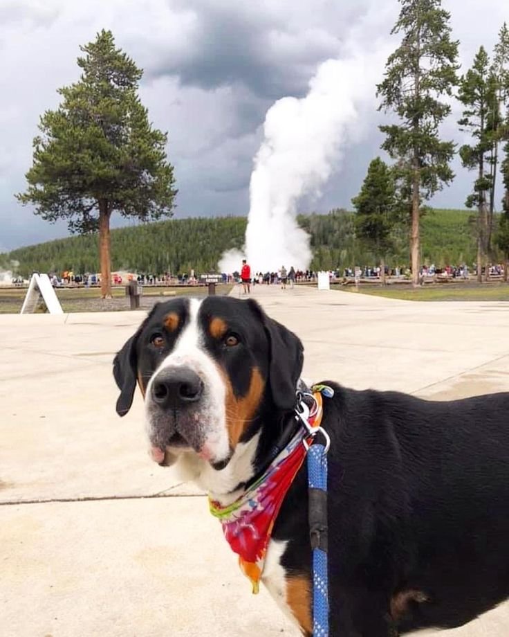This may contain: a dog with a red bandana on standing in front of a steam pipe and trees