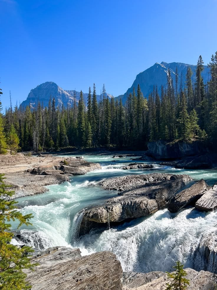 This may contain: a river running through a forest filled with tall pine trees next to rocks and water