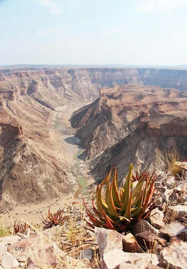 This may contain: a plant is growing out of the rocks at the edge of a large canyon in the desert
