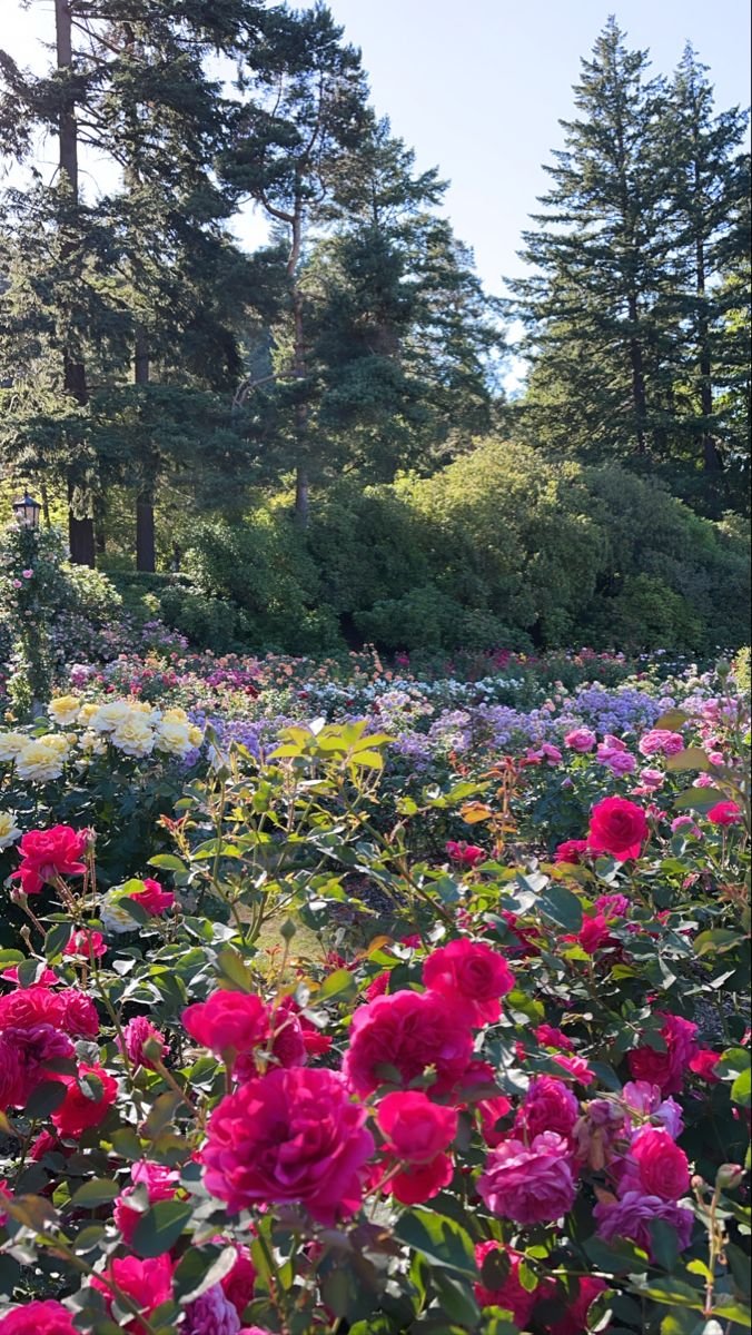 This may contain: pink and white flowers in the middle of a field with pine trees behind them on a sunny day