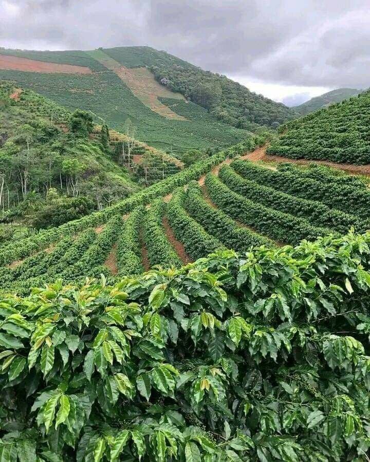 This may contain: coffee plants are growing on the side of a hill in an area with hills and trees