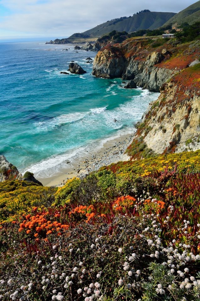 This may contain: an ocean view with wildflowers on the foreground and cliffs in the background