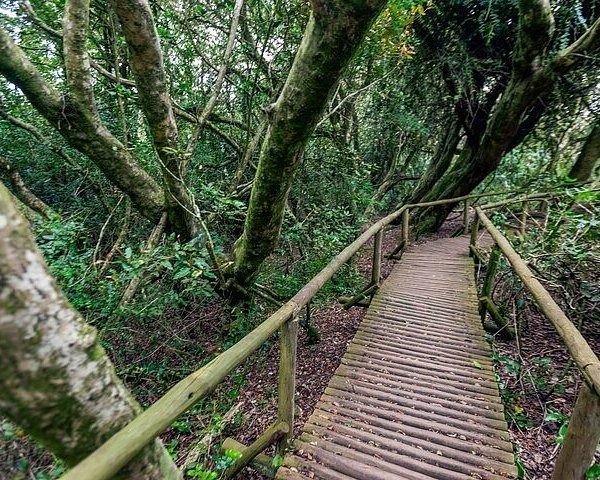 This may contain: a wooden walkway in the middle of some trees