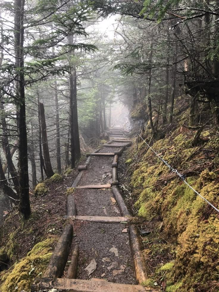This may contain: a trail in the woods with lots of trees and moss growing on it's sides