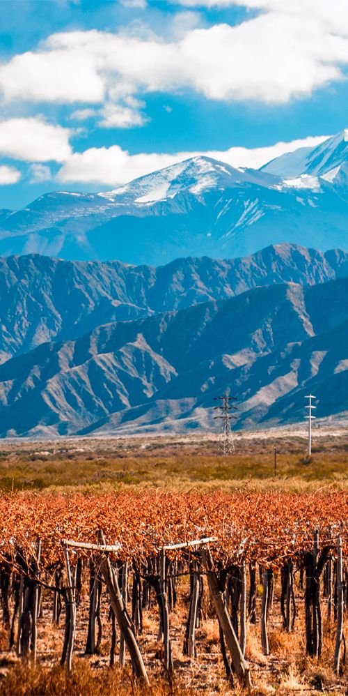 This may contain: the mountains are covered in snow and brown grass, with vines growing on each side
