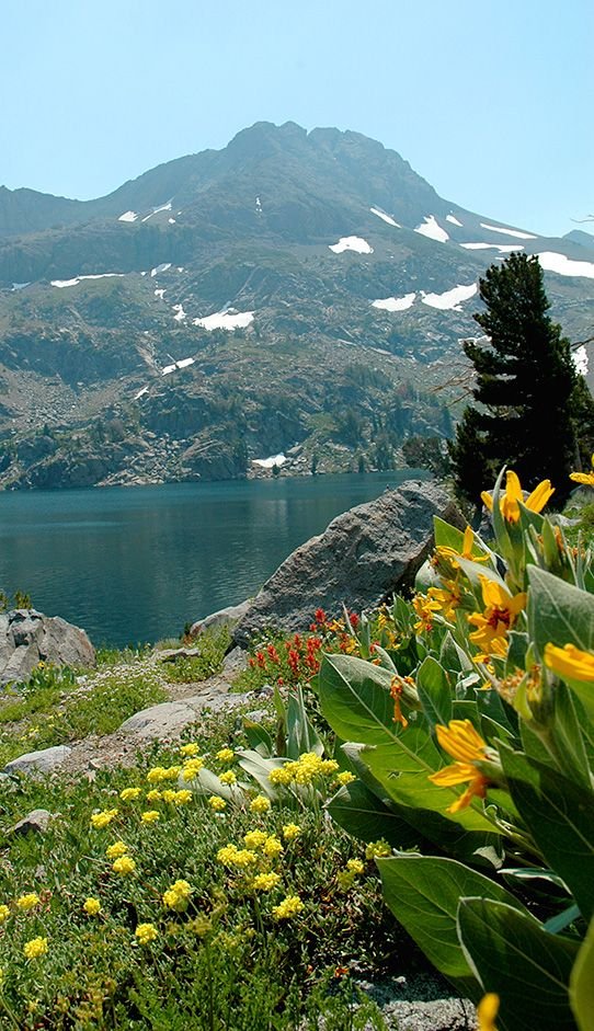 This may contain: the mountains are covered in snow and green plants with yellow flowers growing on each side