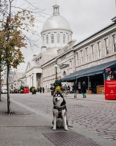 This may contain: a black and white dog sitting on the sidewalk in front of a building with a dome