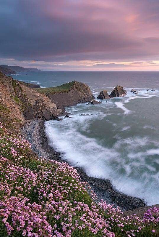This may contain: pink flowers growing on the side of a cliff next to the ocean with waves coming in