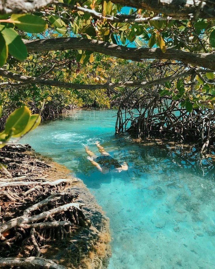 This may contain: a person swimming in the water near some trees and rocks with roots growing out of it