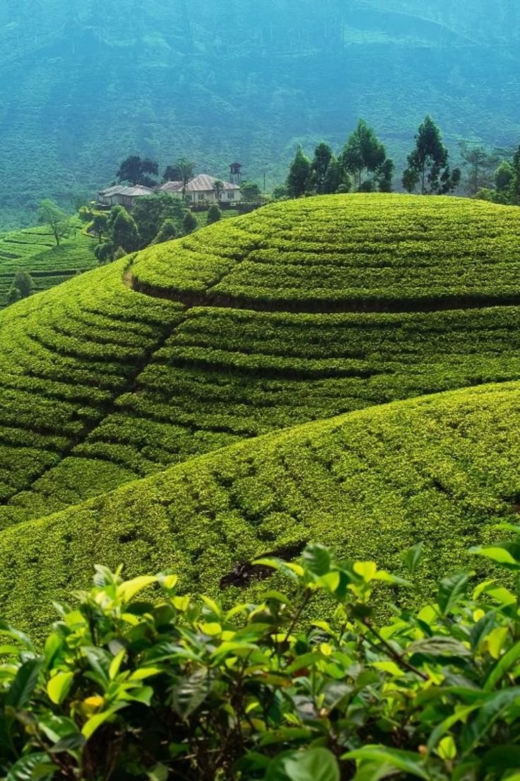 This may contain: the tea bushes are growing on the hillside