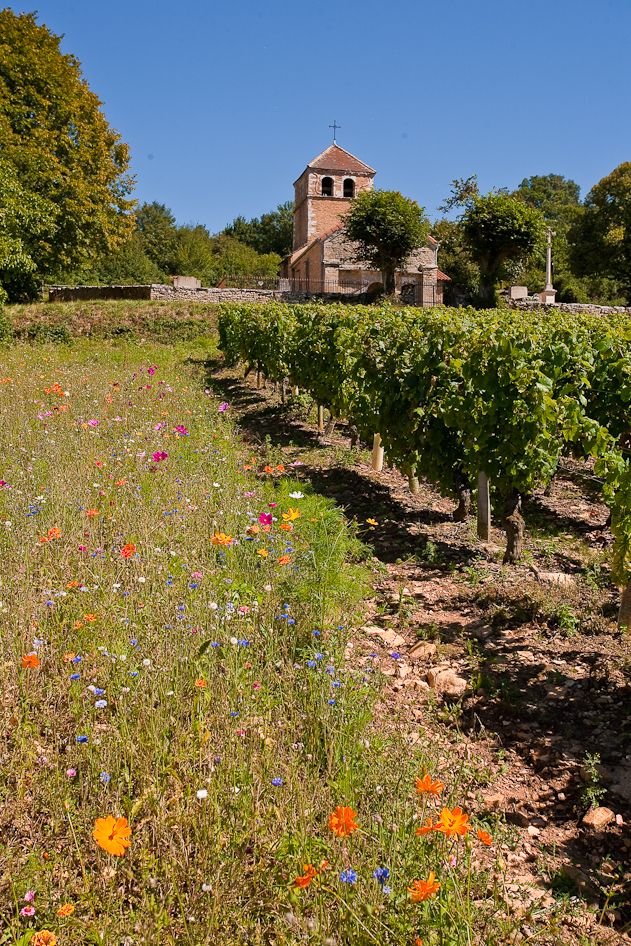 This may contain: an old church in the middle of a field with wildflowers