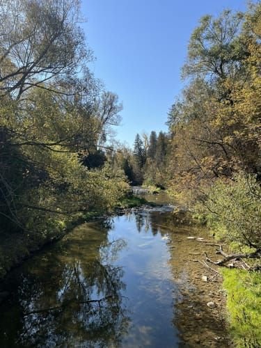 This may contain: a river running through a lush green forest