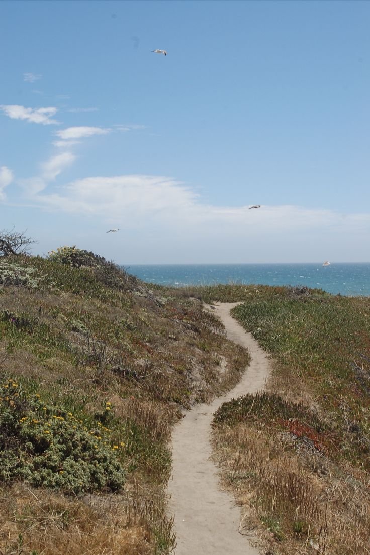 This may contain: a path leading to the ocean with seagulls flying in the sky above it
