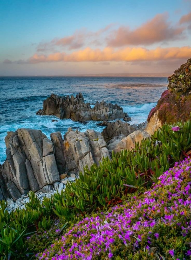 This may contain: purple flowers growing on the side of a cliff next to the ocean with rocks in the background
