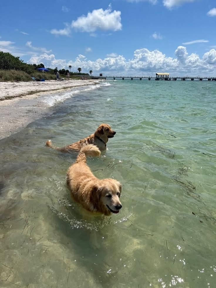 This may contain: two dogs are wading in the water at the beach near the shore and pier