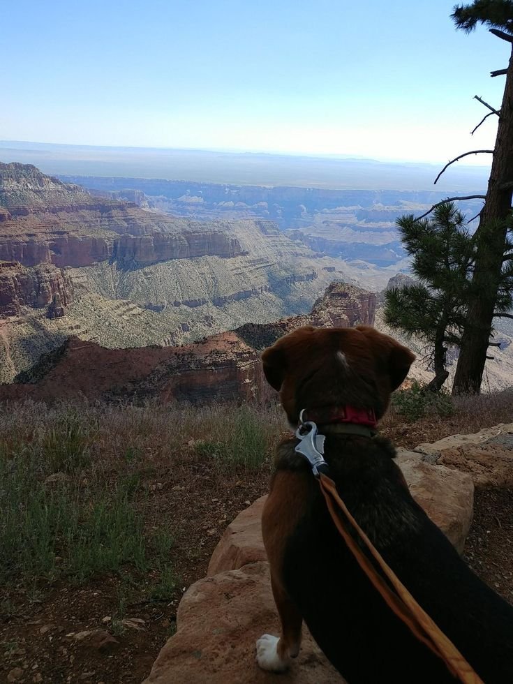 This may contain: a dog is sitting on the edge of a cliff looking at the grand canyon in the distance