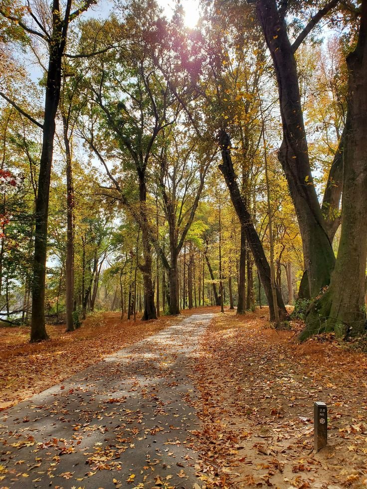 This may contain: an empty road surrounded by trees and leaves in the fall with bright sun shining through