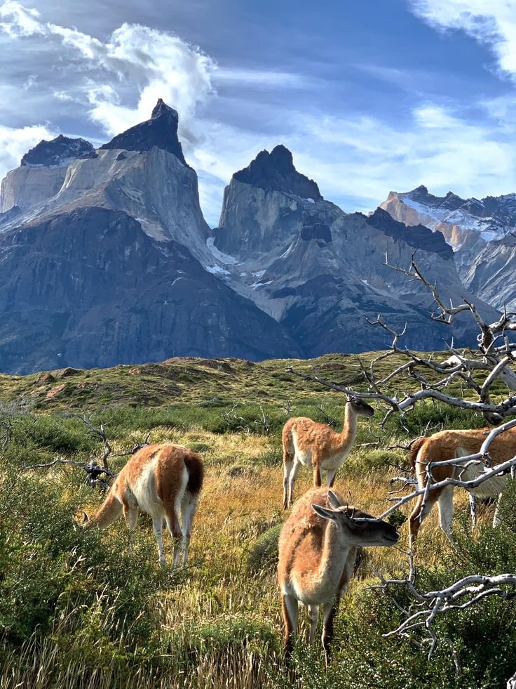 This may contain: some animals are standing in the grass near mountains