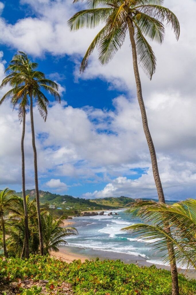 This may contain: two palm trees on the side of a beach with waves coming in from the ocean